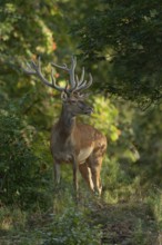 In the forest... Red deer (Cervus elaphus), young stag in velvet, standing in natural surroundings