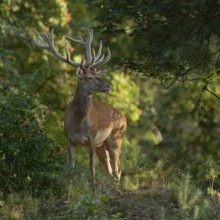 In the forest... Red deer (Cervus elaphus), young stag in velvet, standing in natural surroundings