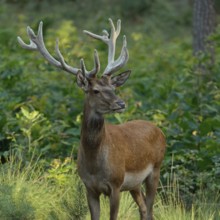 In the middle of the forest... Red deer (Cervus elaphus), young stag in velvet, standing completely