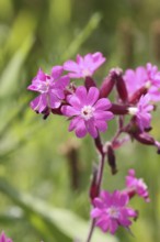 Red campion (Silene dioica), close-up of a flower in a meadow, Wilnsdorf, North Rhine-Westphalia,