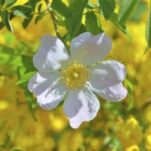 Dog rose (Rosa canina), wild rose, rose hip, blossom, Wilnsdorf, North Rhine-Westphalia, Germany