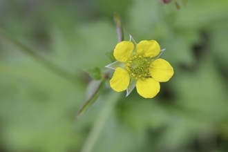 Wood avens (Geum urbanum), Benediktenwurzel, Buschnelkenwurzel, Heil aller Welt, Mannskraftwurzel,