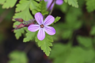 Stinking cranesbill (Geranium robertianum), herb Robert, Ruprechtskraut (Geranium robertianum),