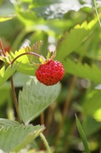 Forest strawberry (Fragaria vesca), ripe fruit, Wilnsdorf, North Rhine-Westphalia, Germany