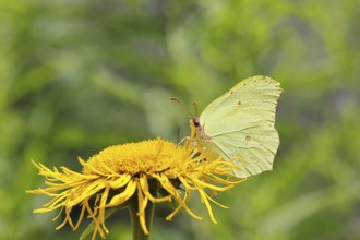 Lemon butterfly (Gonepteryx rhamny) on a yellow flower of a Great Telekie (Telekia speciosa),