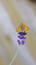 Large skipper (Ochlodes venatus), collecting nectar from a flower of Common lavender (Lavandula