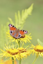 Peacock butterfly (Aglais io), on a yellow flower of a Great Telekie (Telekia speciosa), Wilnsdorf,