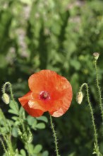 Red poppy (Papaver rhoeas), red flower in a natural garden, Wilnsdorf, North Rhine-Westphalia,