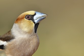 Hawfinch (Coccothraustes coccothrautes), in the forest, animal portrait, Wilnsdorf, North