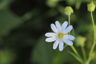 Greater stitchwort (Stella holostea), flowering in the forest, close-up, spring, Wilnsdorf, North