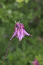 Columbine (Aquilegia vulgaris), pink flower at the edge of a forest, Wilnsdorf, North