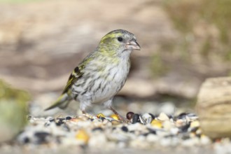 Siskin (Carduelis spinus), female at a winter feeder in the garden, mossy ground, Wilnsdorf, North