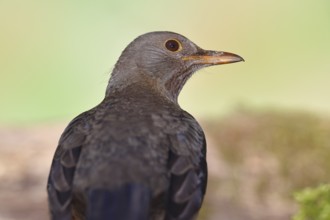 Blackbird (Turdus merula), female, animal portrait, Wilnsdorf, North Rhine-Westphalia, Germany