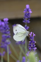Cabbage butterfly (Pieris brassicae) female on a flower of true lavender (Lavandula angustifolia),