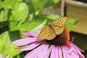 Emperor's Cloak (Argynnis paphia), sitting on a purple coneflower or red coneflower (Echinacea