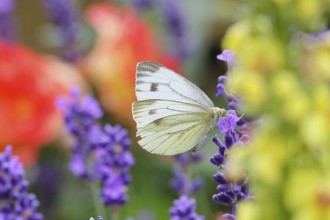 A Cabbage butterfly (Pieris brassicae) sucking nectar on the flower of true lavender (Lavandula