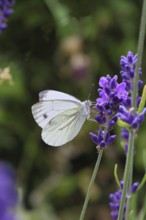 A Cabbage butterfly (Pieris brassicae) sucking nectar on the flower of true lavender (Lavandula