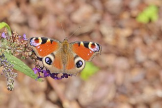 Peacock butterfly (Inachis io) sucking nectar on butterfly bush (Buddleja davidii), in a natural