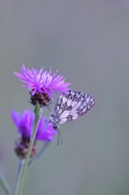 Checkerspot butterfly (Melanargia galathea) in a meadow knapweed (Centaurea jacea), underside of