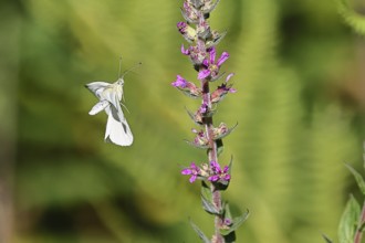Lemon butterfly (Gonepteryx rhamni) landing on the flower of purple loosestrife (Lythrum