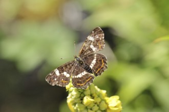 Land carder (Araschnia levana), summer generation, open wings, on a dark mullein (Verbascum