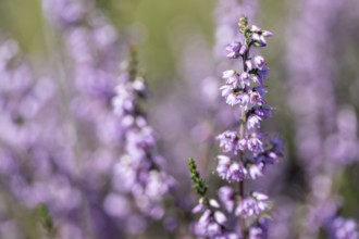 Heather (Calluna vulgaris), Emsland, Lower Saxony, Germany