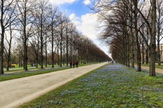 Blue stars, Scilla, walkers in the Herrenhäuser Allee, Georgengarten, Herrenhäuser Gärten,