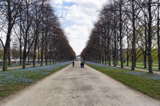 Scilla, cyclist in the Herrenhäuser Allee, Georgengarten, Herrenhäuser Gärten, landscape garden,