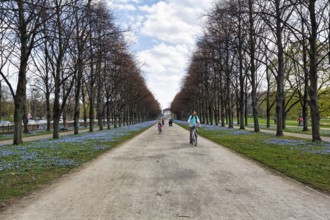 Blue stars, scilla, cyclist in the Herrenhäuser Allee, Georgengarten, Herrenhäuser Gärten,
