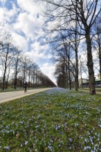 Blue stars, Scilla, walkers in the Herrenhäuser Allee, Georgengarten, Herrenhäuser Gärten,