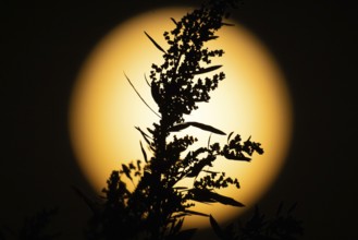 The silhouette of a plant stands out in the light of the full moon, Frankfurt am Main, Hesse,
