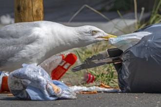 Bird nuisance by herring gull tearing up rubbish bag and feeding on trash, household refuse and