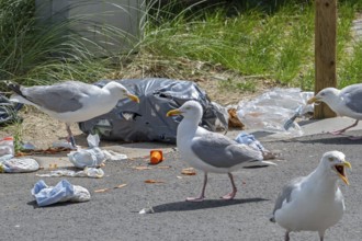 Bird nuisance by herring gulls tearing up rubbish bag and feeding on trash, household refuse and