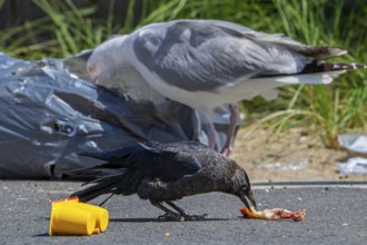 Bird nuisance by jackdaw and herring gull tearing up rubbish bag and feeding on trash, household