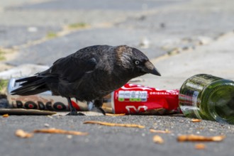 Western jackdaw (Coloeus monedula) looking for food among trash, discarded bottles and cans left on