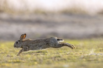 European rabbit, common rabbit (Oryctolagus cuniculus) running through wet grass in the dunes at