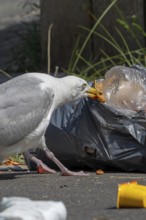 Bird nuisance by herring gull tearing up rubbish bag and feeding on trash, household refuse and