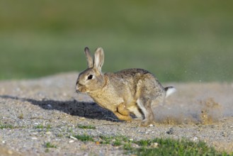 European rabbit, common rabbit (Oryctolagus cuniculus) running in the dunes in spring