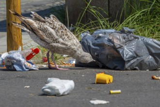 Bird nuisance by young seagull tearing up rubbish bag and feeding on trash, household refuse and