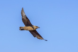 Great skua (Stercorarius skua) in flight soaring against blue sky in summer