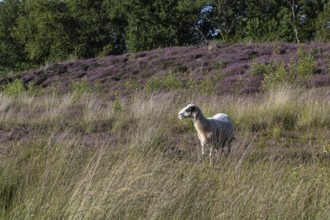 Bentheimer Landschaf (Ovis gmelini), Emsland, Lower Saxony, Germany