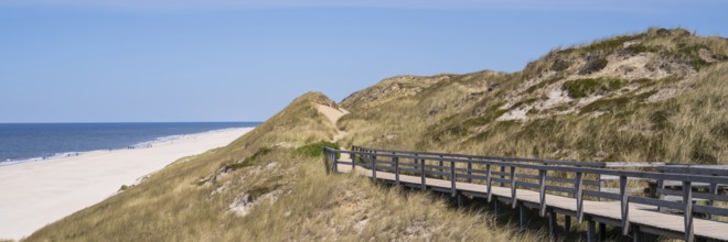 Wooden walkway through the dune, panorama format, Kampen, Sylt, North Frisia, Schleswig-Holstein,