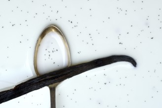 Spoon with vanilla pod, vanilla seeds in milk