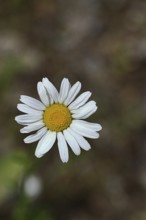 Daisy (Leucanthemum vulgare), flower in a meadow, close-up, macro, Wilnsdorf, North Rhine.