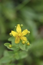 Common St John's wort (Hypericum perforatum), spotted St John's wort or common St John's wort