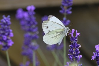 A Cabbage butterfly (Pieris brassicae) sucking nectar on the flower of true lavender (Lavandula