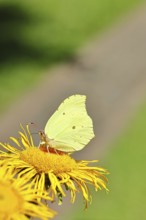 Lemon butterfly (Gonepteryx rhamny) on a yellow flower of a Great Telekie (Telekia speciosa),