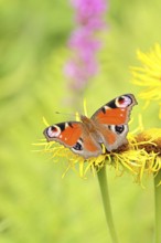 Peacock butterfly (Aglais io), on a yellow flower of a Great Telekie (Telekia speciosa), Wilnsdorf,