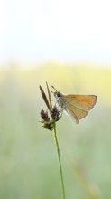 Large skipper (Ochlodes sylvanus, Augiades sylvanus), resting in the evening on a blade of grass in
