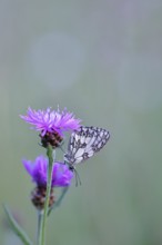 Checkerspot butterfly (Melanargia galathea) in a meadow knapweed (Centaurea jacea), underside of
